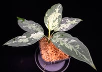 Aglaonema pictum(KKF0222-fi-2/7) LA便