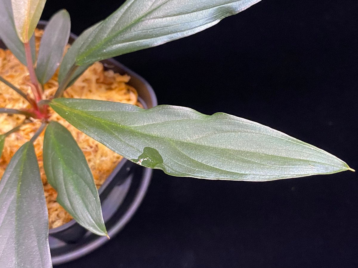 Homalomena sp. “濡烏” Riau sumatera【LA0518-02】LA便