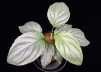 Homalomena sp. Bengkulu Sumatra T-140523 Di belakang gunung "グリーンシルバーリーフ" TZ便