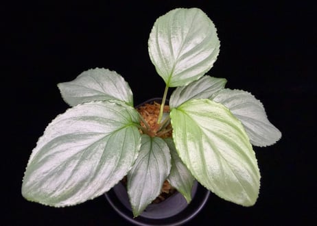 Homalomena sp. Bengkulu Sumatra T-140523 Di belakang gunung "グリーンシルバーリーフ" TZ便
