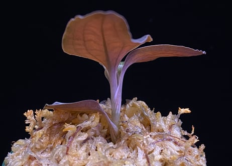 Cystorchis sp. Papuaシストーチス パプア①