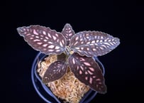 Cystorchis stenoglossa "Borneo"シストーチス ステネグロッサ "ボルネオ"