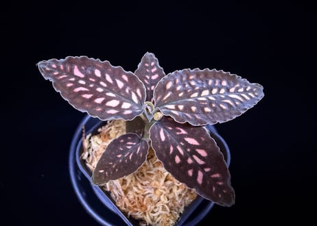 Cystorchis stenoglossa "Borneo"シストーチス ステネグロッサ "ボルネオ"