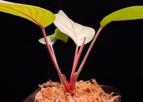 Homalomena sp "Silver Muska" from Aceh Besar【 AZ0324-2】AZ便
