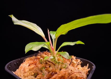 第三弾　Homalomena Hybrid【M0125-f1】