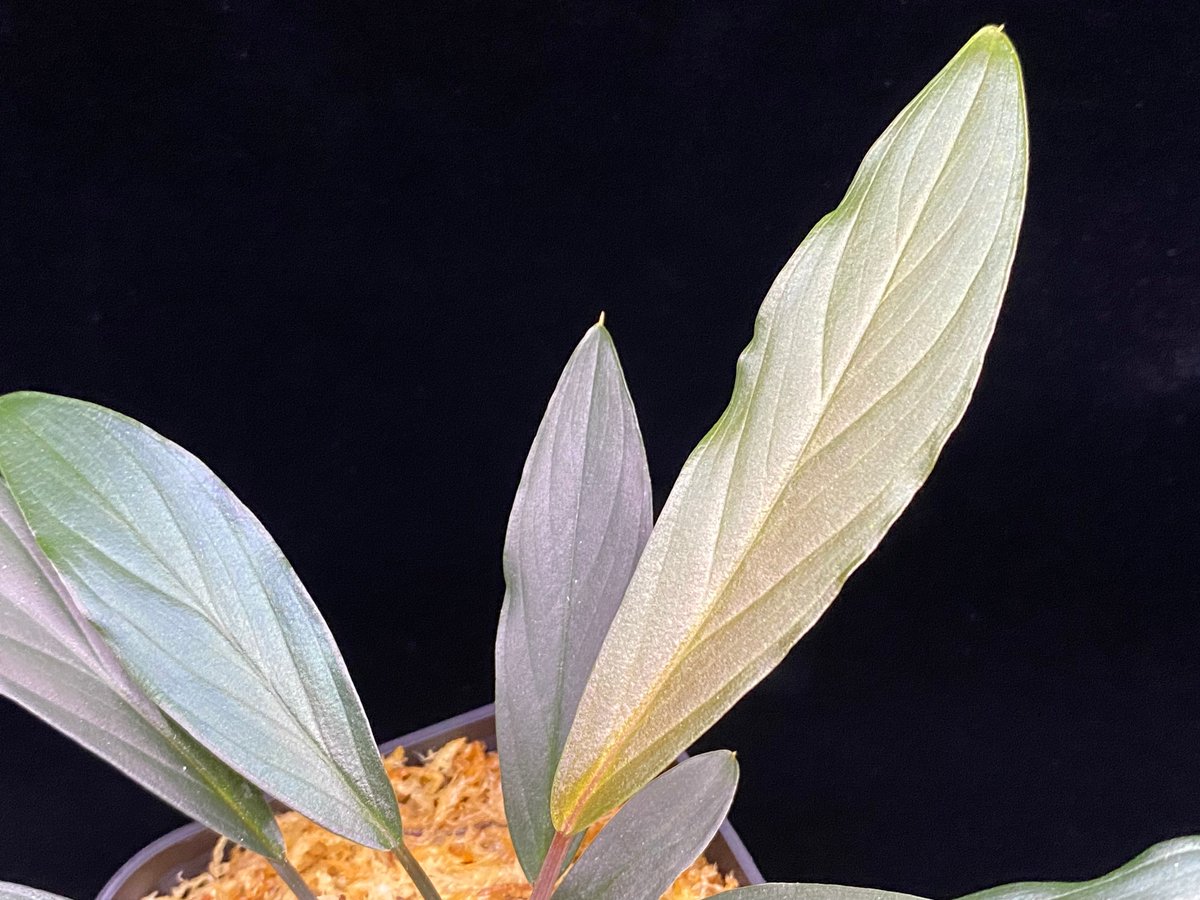 Homalomena sp. “濡烏” Riau sumatera【LA0518-02】LA便