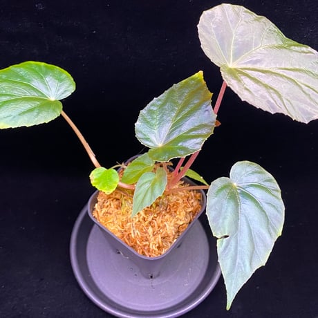 ベゴニア | STORES