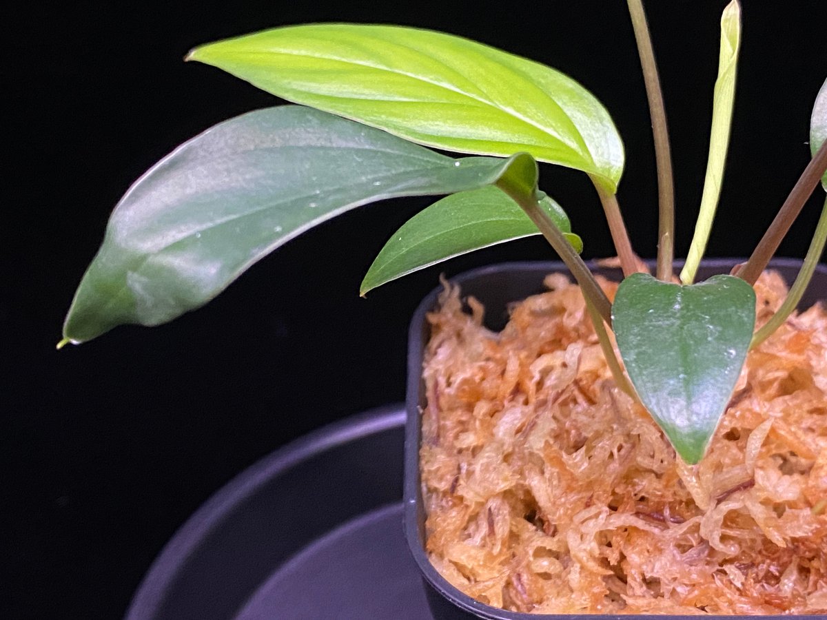 Homalomena sp. Pulau Beltung T-180723 TZ便 | 36