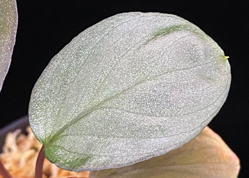 8月中セール☆ 斑入り ホマロメナ homalomena rubescens 8月中セール