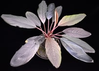 bucephalandra sp. dark achilles ブセファランドラ ダークアキレス