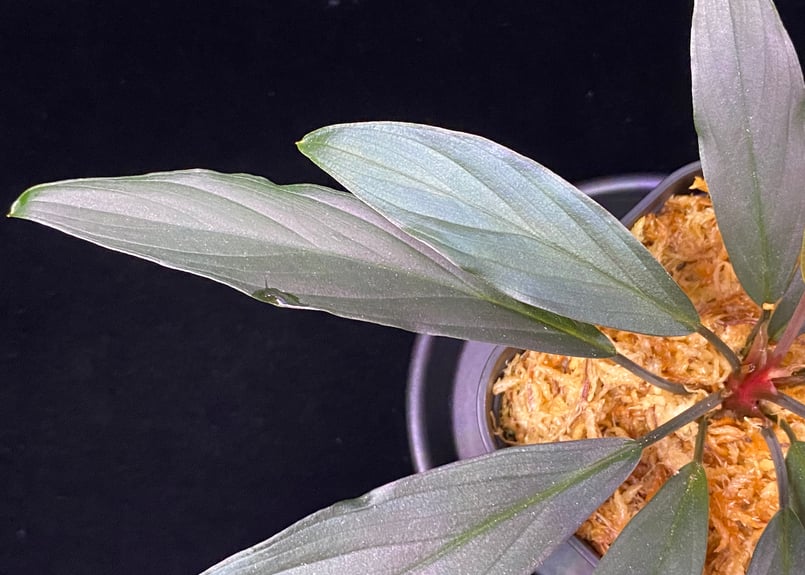 ホマロメナsp.“濡烏” Homalomena【LA0518-02】 ホマロメナsp.“濡烏” Homalomena【LA0518-02】No-003 | ブルー