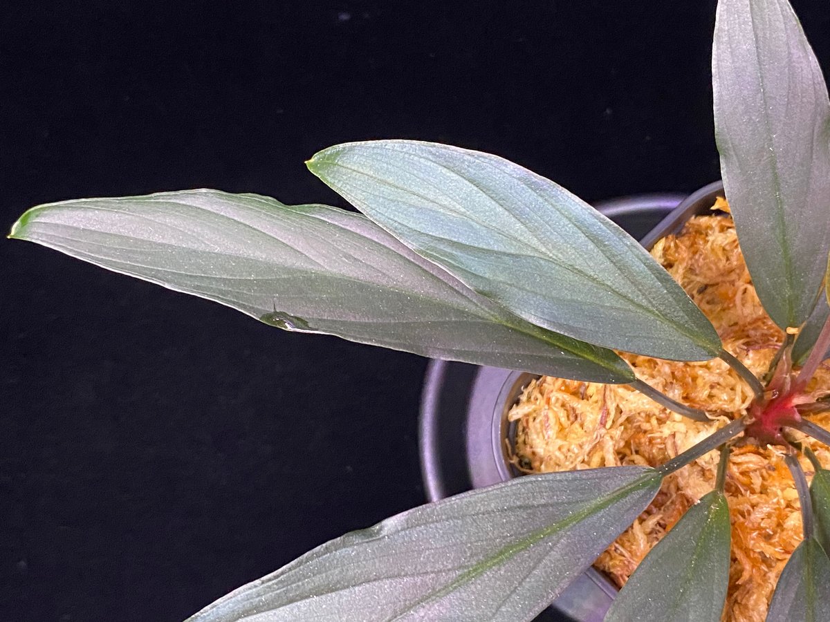 Homalomena sp. “濡烏” Riau sumatera【LA0518-02】LA便