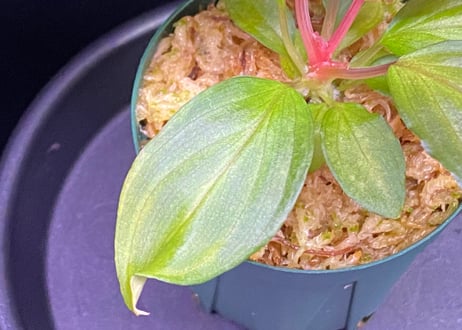 Homalomena Hybrid【M0324-f1】