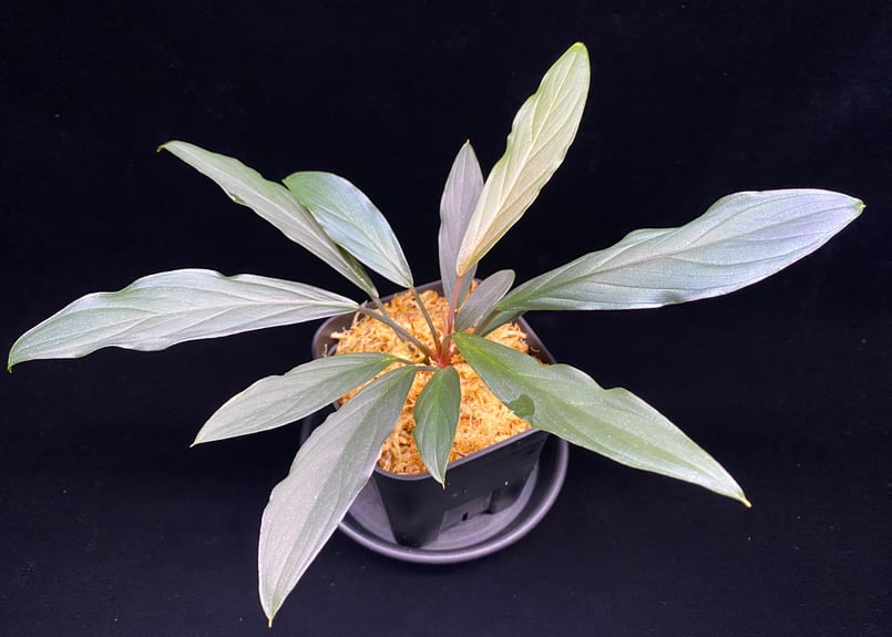 Homalomena sp. “濡烏” Riau sumatera【LA0518-02】LA便