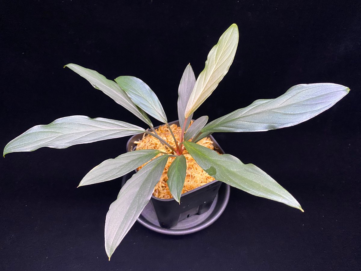 2 Homalomena sp 濡烏 Riau sumatera Homalomena sp. 