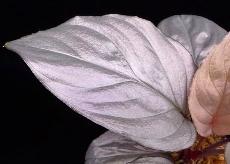 Homalomena sp. Bengkulu Sumatra T-140523 Di belakang gunung "シルバーピンクリーフ" TZ便