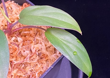 Homalomena sp. Pulau Beltung T-180723  TZ便