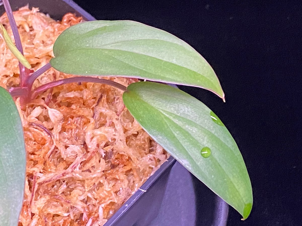 Homalomena sp. Pulau Beltung T-180723 TZ便 | 36
