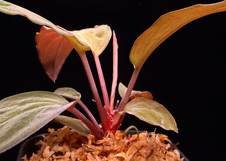 Homalomena sp "Sunshine "B.NN from Sibolga timur【AZ1223-2】 AZ便