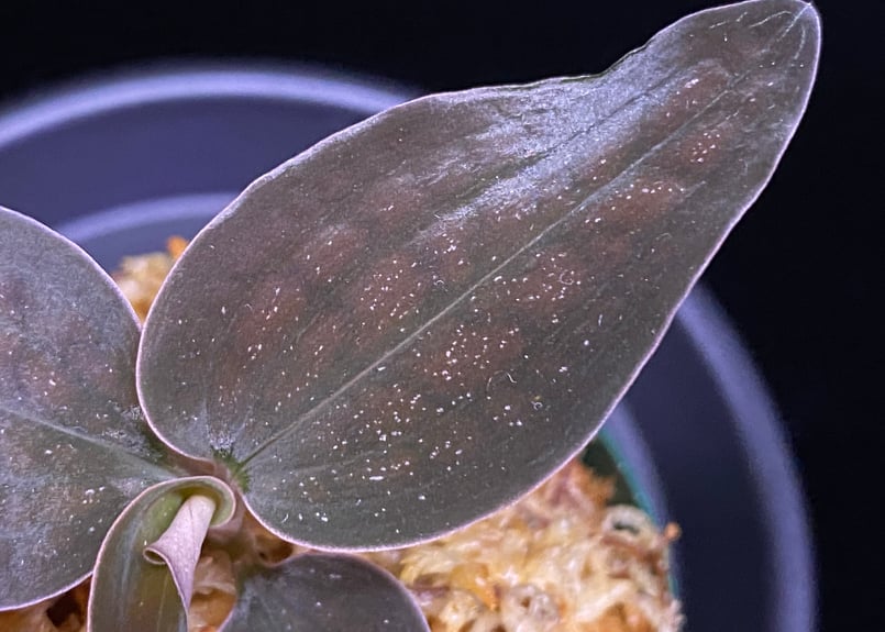 Cystorchis sp. Papuaシストーチス パプア① | 369の杜(ミロクのもり)