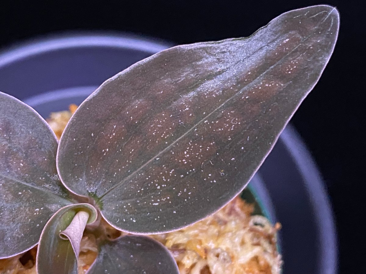 Cystorchis sp. Papuaシストーチス パプア① | 369の杜(ミロクのもり)