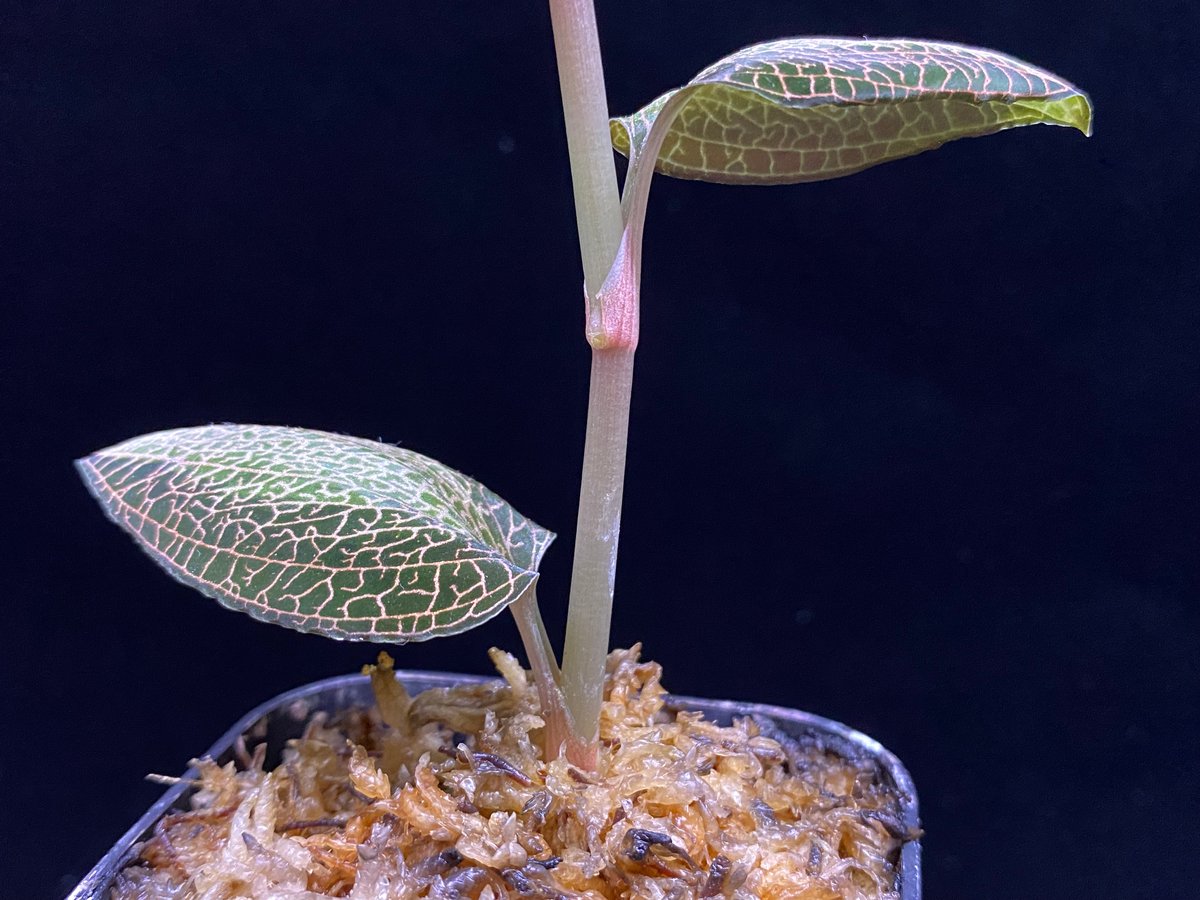 Anoectochilus roxburghi 