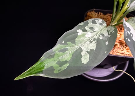 Aglaonema pictum(KKF0222-fi-2/7) LA便