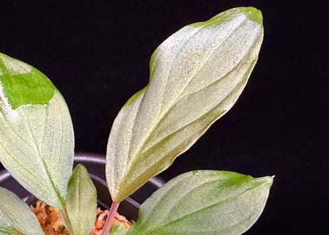 第三弾　Homalomena Hybrid【M0125-f1】