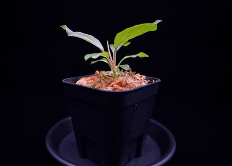 第三弾　Homalomena Hybrid【M0125-f1】