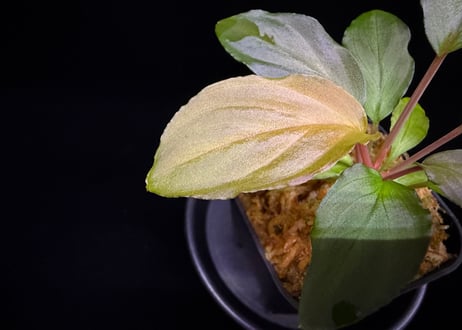 第一弾　Homalomena Hybrid【M0324-f1】