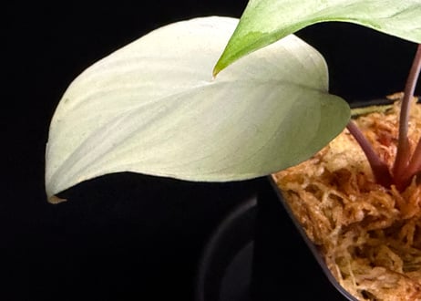 Homalomena sp "Silver Muska" from Aceh Besar【 AZ0324-2】AZ便