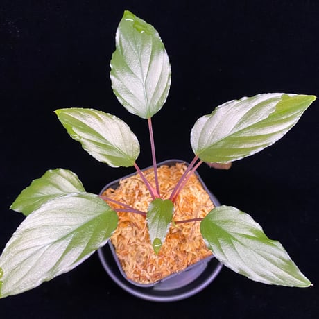 ホマロメナ | STORES