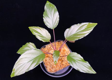 CATEGORY Homalomena | 369の杜(ミロクのもり)