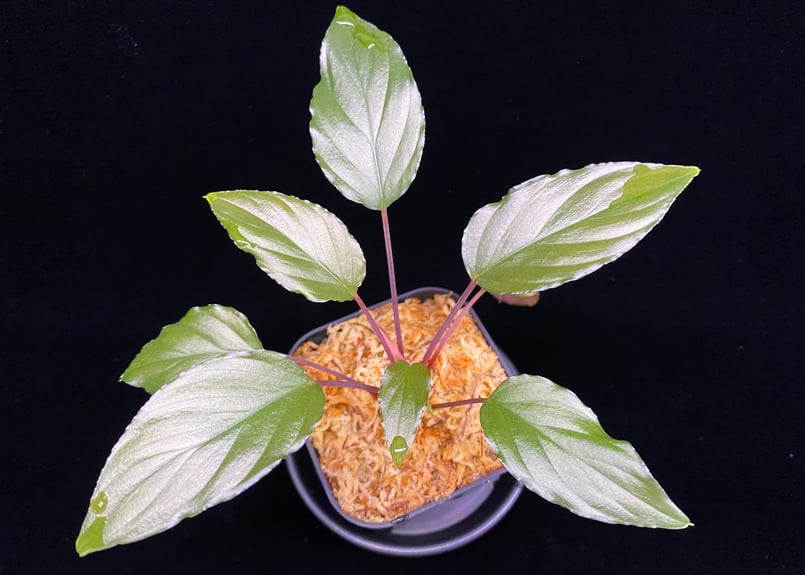 Homalomena sp from Lahat 【AZ1123-1】AZ便 | 369の杜(