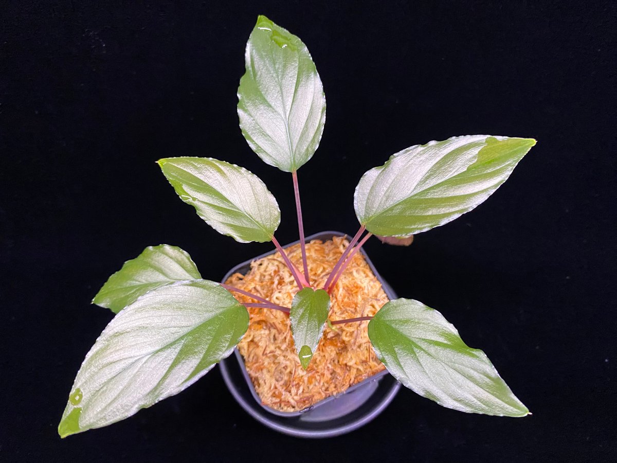 し*物様 Homalomena sp,\"鯖×月\" タグ付き HW本タグ付き) Homalomena sp. 