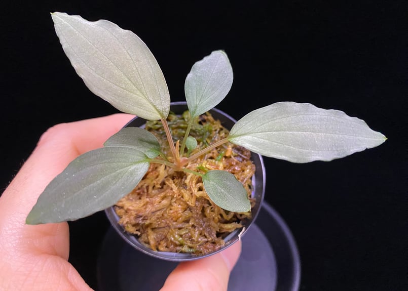 Homalomena sp. 