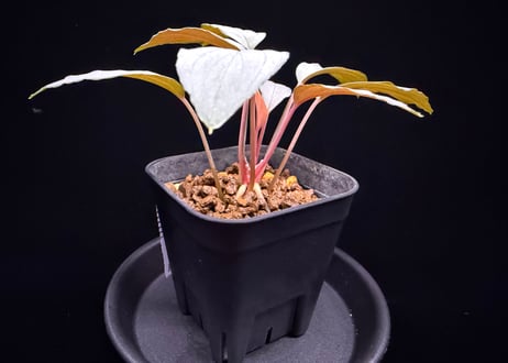 Homalomena sp. "Sapphire Velvet" Kepulauan Riau KN便