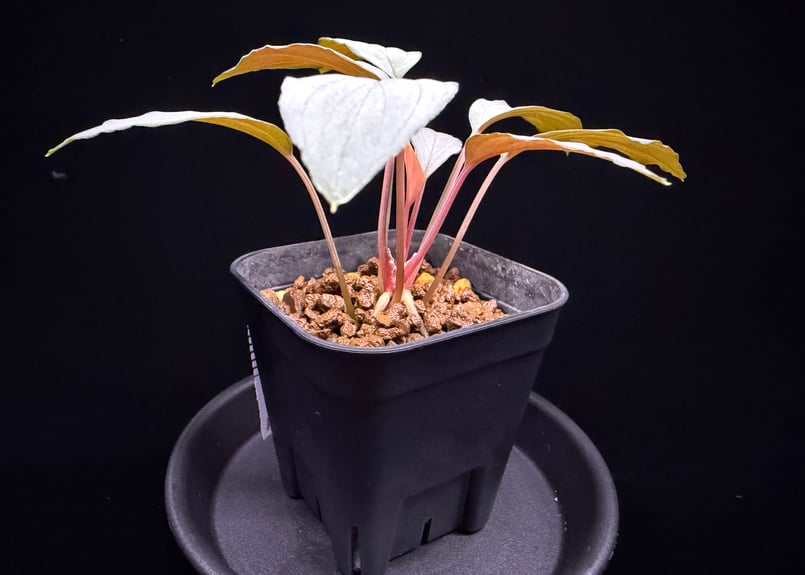 Homalomena Sapphire Velvet ナローTYPE KN便 Homalomena sp. 