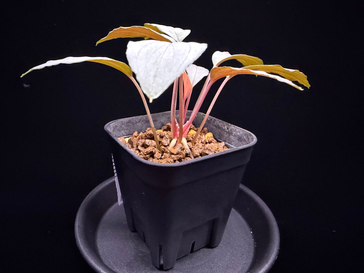 Homalomena sp. 