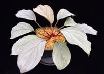 Homalomena “RGx月輪” 【LA-hyb.22-20】LA便