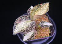 Anoectochilus roxburghi 