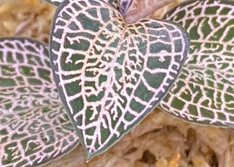 Anoectochilus roxburghii "Gold Vein Type"  アネクトキルス ロクスバーギー "ゴールドベインタイプ" (小サイズ)