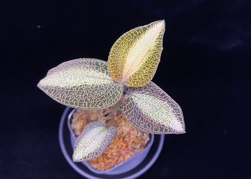 Anoectochilus roxburghi 