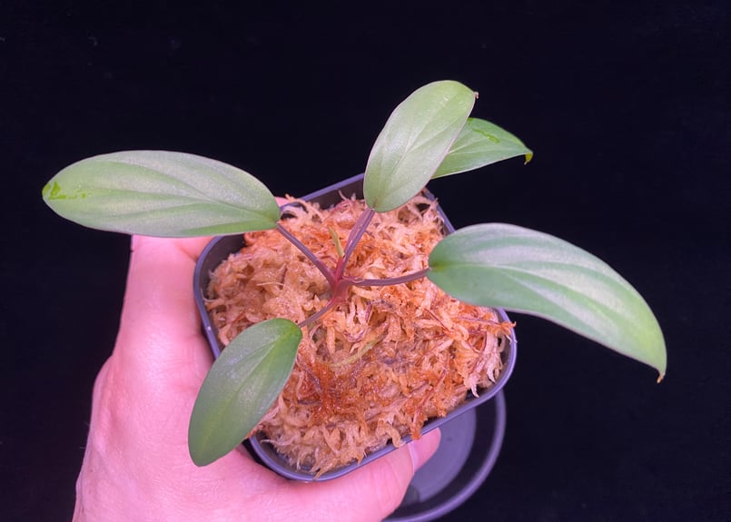 Homalomena sp. Pulau Beltung T-180723 TZ便 | 36