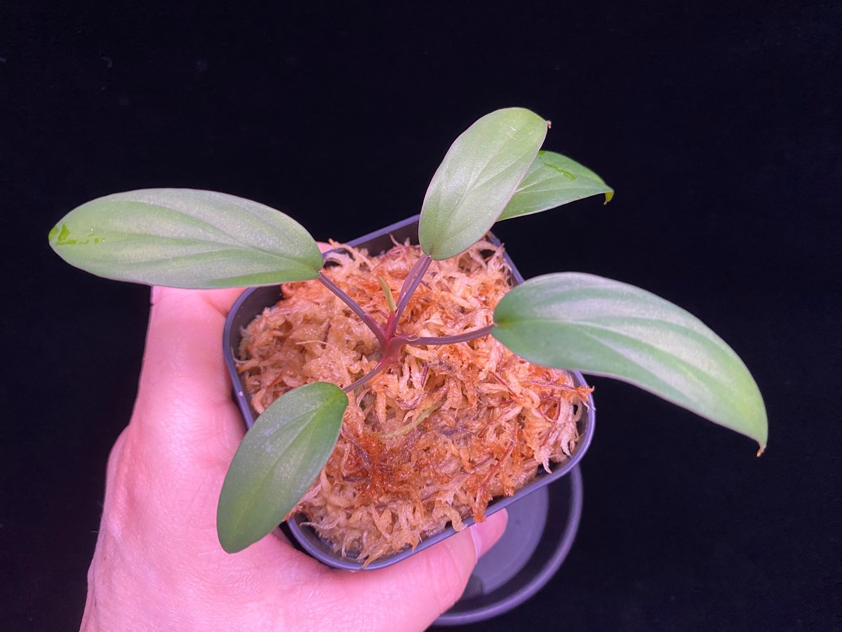 Homalomena sp. Pulau Beltung T-180723 TZ便 | 36