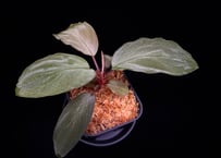 Homalomena sp "Sunshine "B.NN from Sibolga timur【AZ1223-2】 AZ便