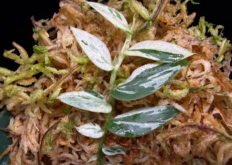 Rhaphidophora sp. "variegated" ID-250209 AU. Tapuai Kapuas hulu ID便