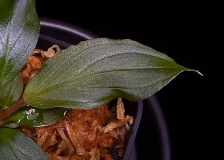 第三弾　Homalomena Hybrid【M0125-f1】