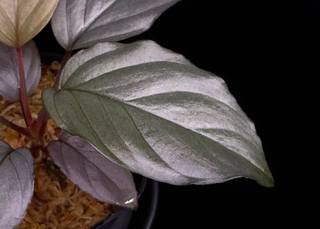 Homalomena sp. Bengkulu Sumatra T-140523 Di belakang gunung "シルバーピンクリーフ" TZ便