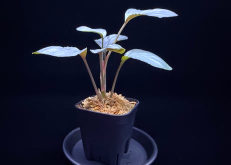 Homalomena sp. "Aluminium" Kota Payakumbuh Sumatera Barat